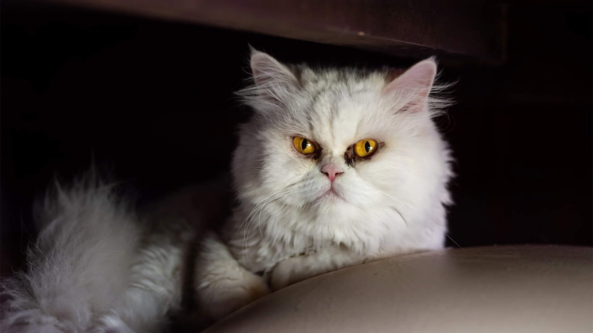 卢卡库爆发破僵局，AC米兰硬仗力克摩纳哥显冠军相