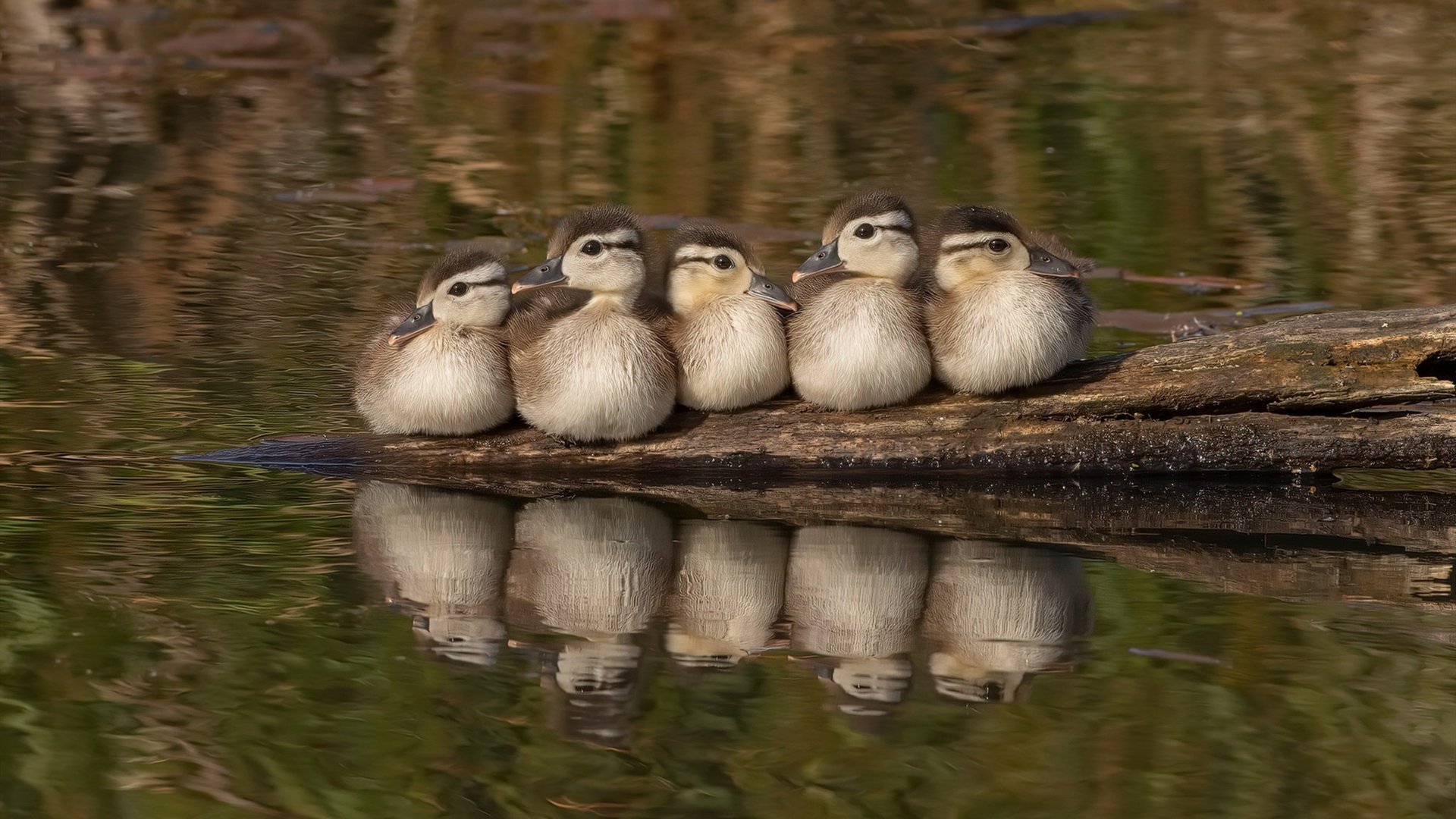 新火燎原,拉梅洛狂飙撕裂防线,热火灼伤独行侠显团队深度